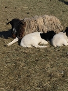 Ewe and Lamb families